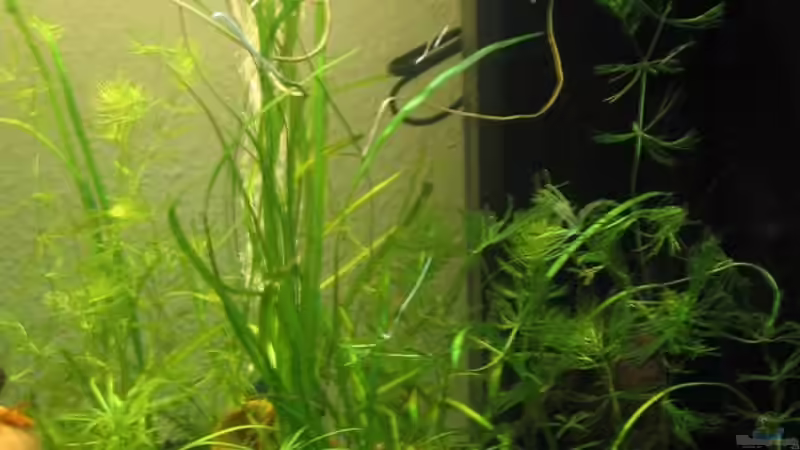 rechts von Sebastian Fischer (3)