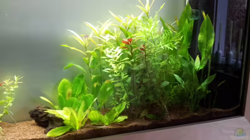 Rechts von The BugZ (4)