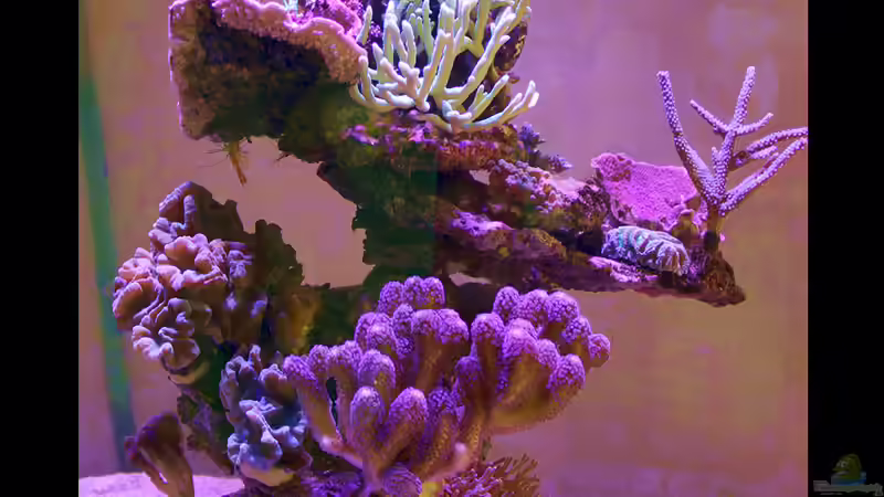 rechts von The_Lizardking (11)