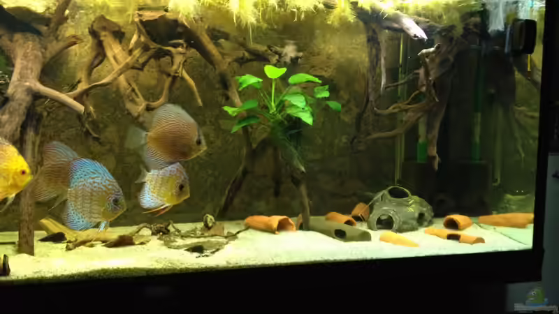 rechts von Thomas S-H (10)