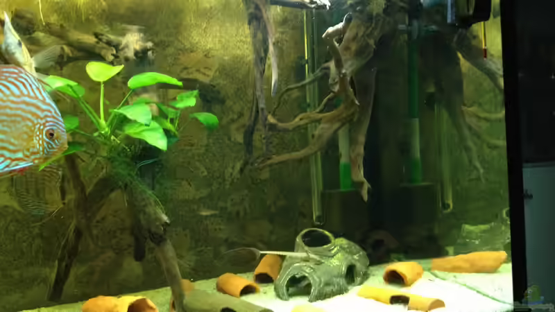 rechts von Thomas S-H (17)