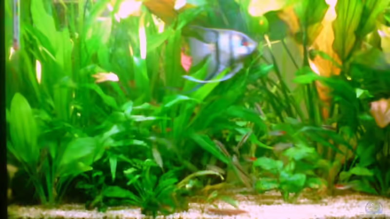 rechts von Tom Prpic (2)