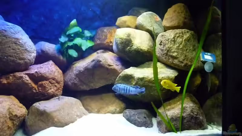 rechts von Yellow Man (11)