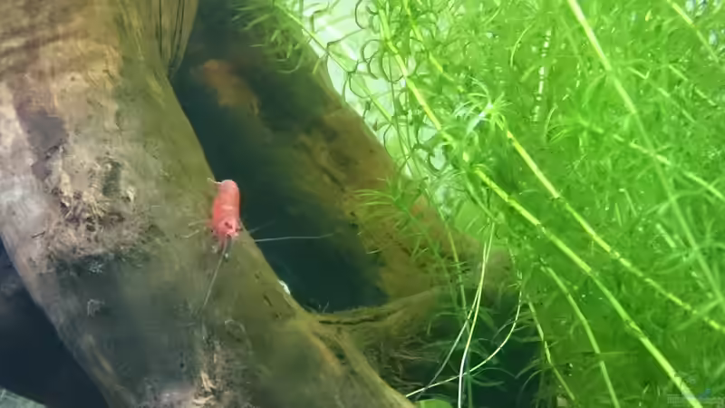 Red auf Wurzel von Rene Kromer (17)