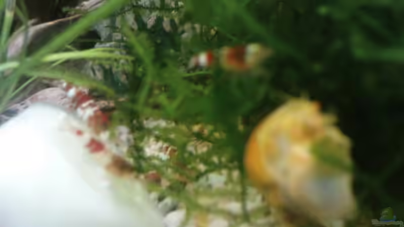 Red Bee + Apfelschnecke von manala (23)