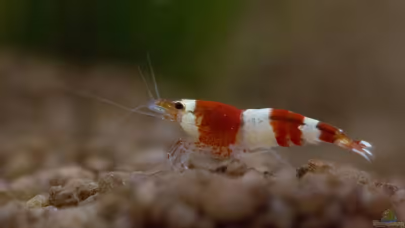 Red Bee - K4 von GoreSlayer (41)