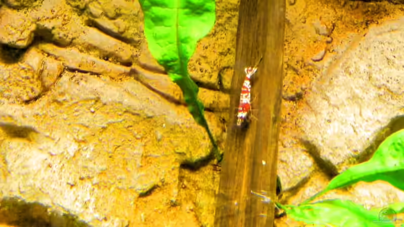 Taxiphyllum barbieri im Aquarium (Einrichtungsbeispiele mit Javamoos)