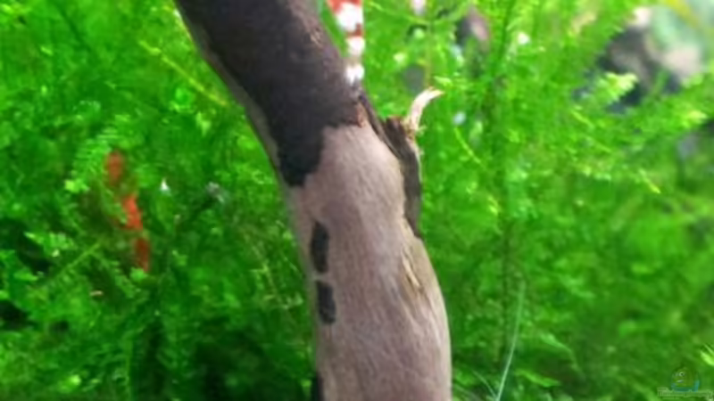 Red Bee 4-Band von feuervogel-82 (27)