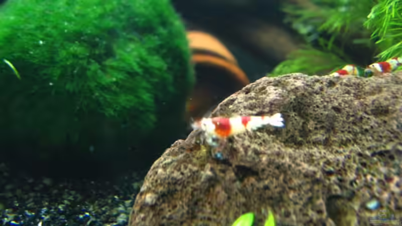 Lavasteine im Aquarium (Einrichtungsbeispiele für Lavastein)