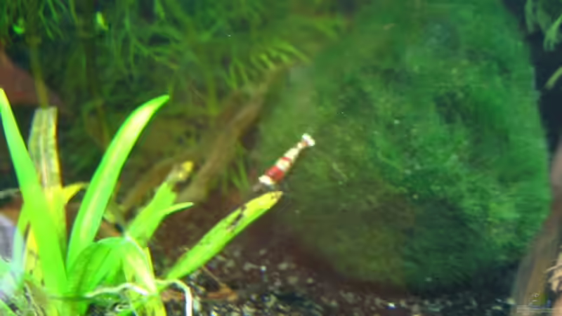 Mit Mooskugel das Aquarium dekorieren (Einrichtungsbeispiele mit Cladophora aegagrophila)