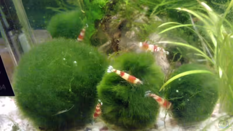 Red Bee auf Mooskugeln von manala (27)