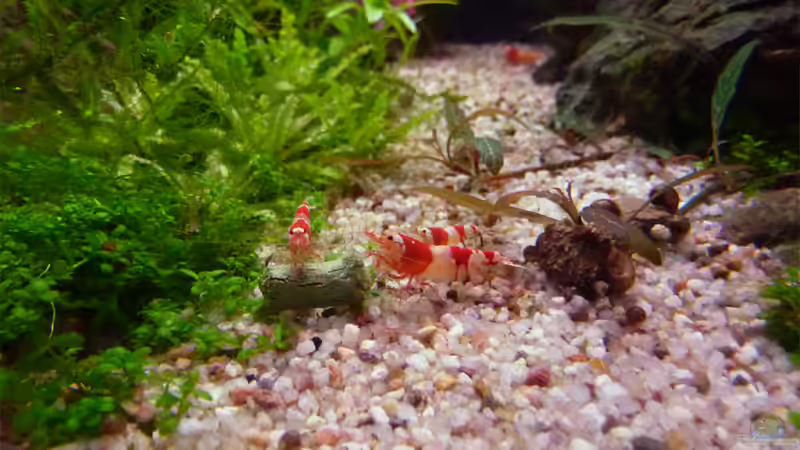 Red Bee bei der Fütterung von mike1963 (33)