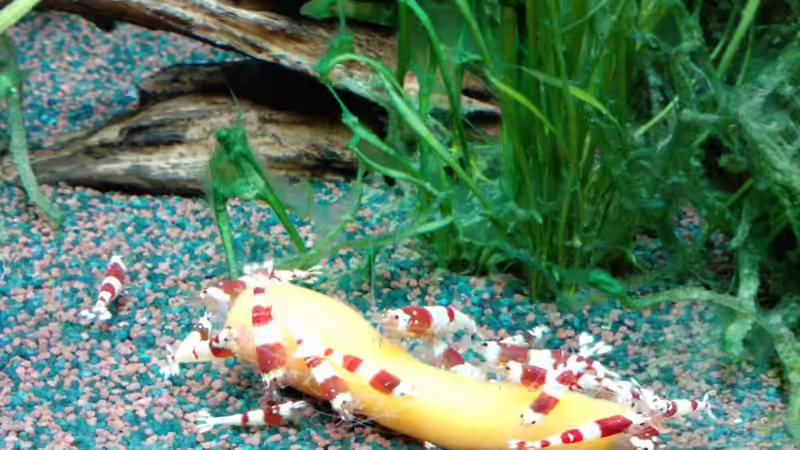 Red Bee beim Möhrchen essen von manala (20)