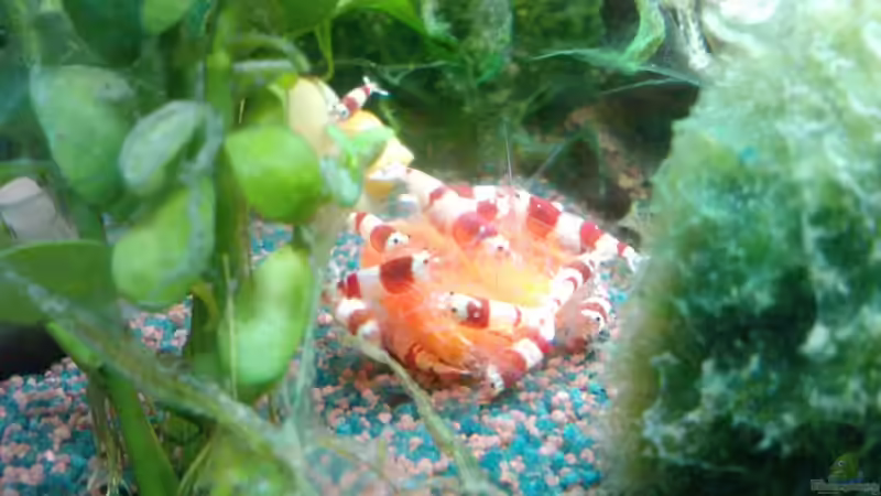 Red Bee beim Paprika essen von manala (18)