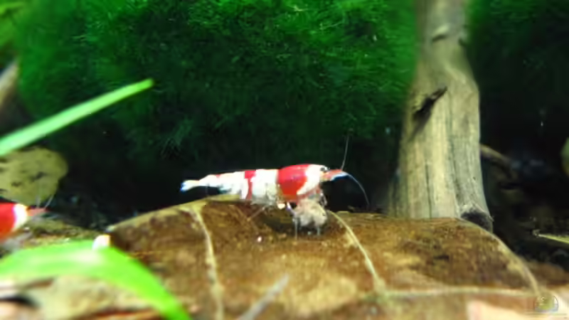 Red Bee Dame von Sascha Gerber (17)