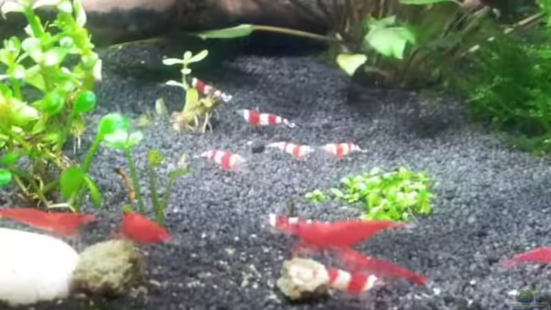 Red Bee Grad A-S 15 Stück  von feuervogel-82 (26)