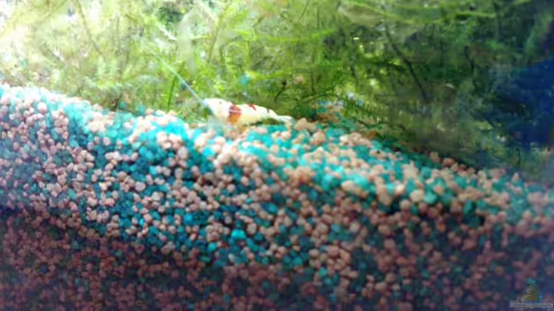 Red Bee K10 von manala (28)