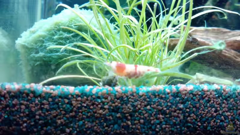 Red Bee K8 mit Eier (20.04.2011) von manala (17)