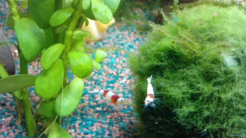 Red Bee Mosura K12 + K6 von manala (23)