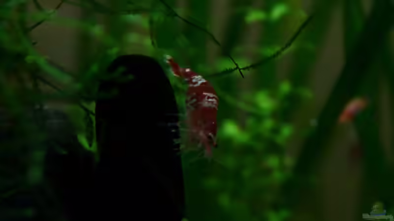 Red Bee trächtig von Arami Gurami (29)