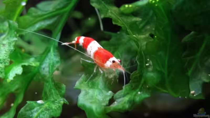 Red Bee von Fredo Fuss (33)