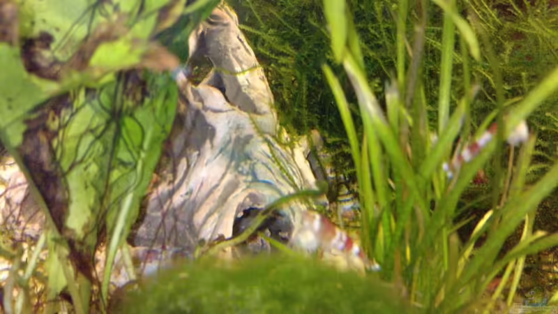 Red Bee von manala (21)