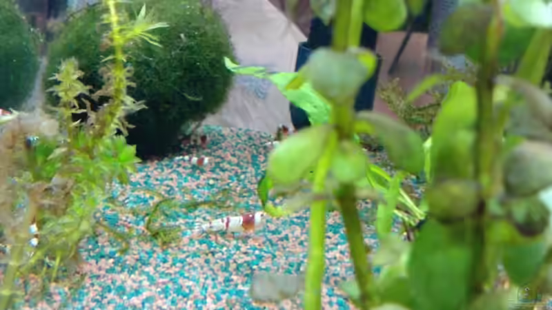 Red Bee von manala (26)