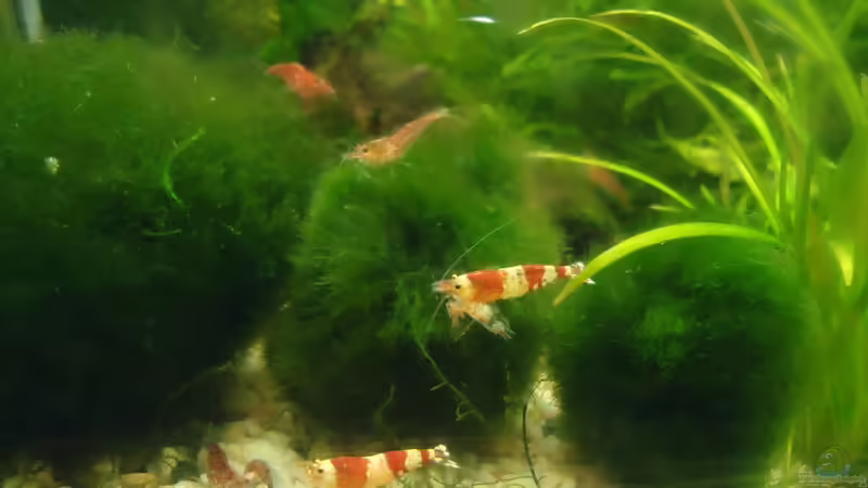 Red Bee von manala (29)