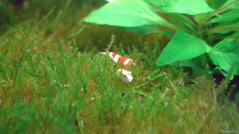 Red Bee von marspi (11)