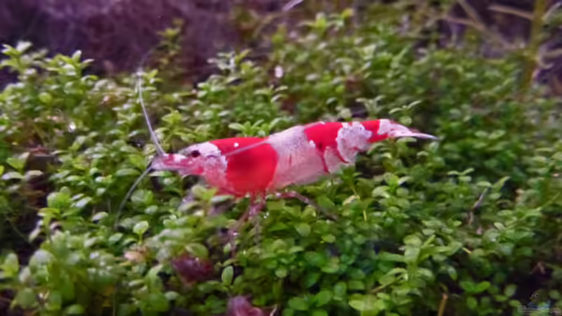 Red Bee von mike1963 (30)