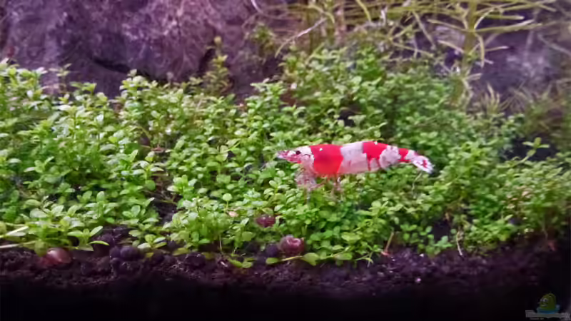 Red Bee von mike1963 (31)