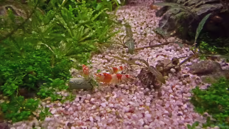 Red Bee von mike1963 (32)