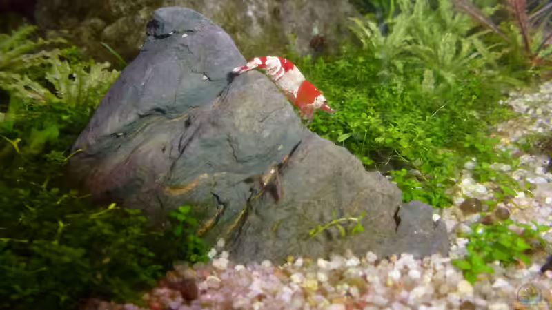 Red Bee von mike1963 (34)