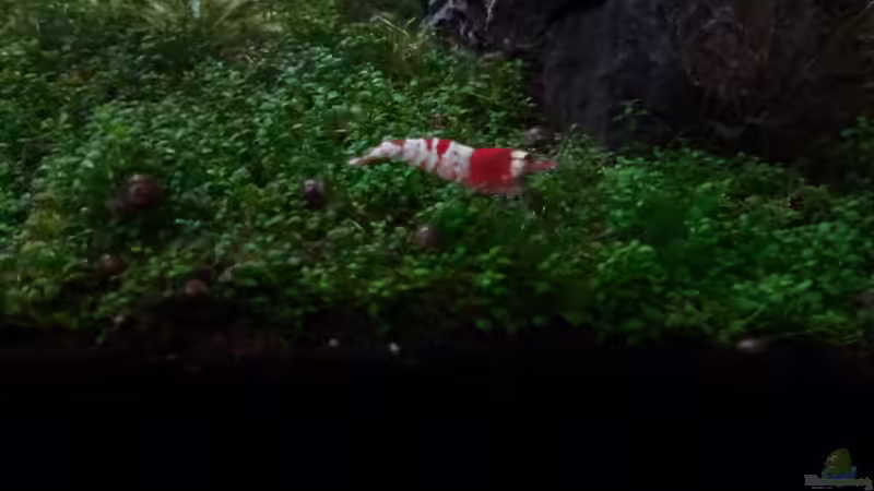 Red Bee von mike1963 (36)