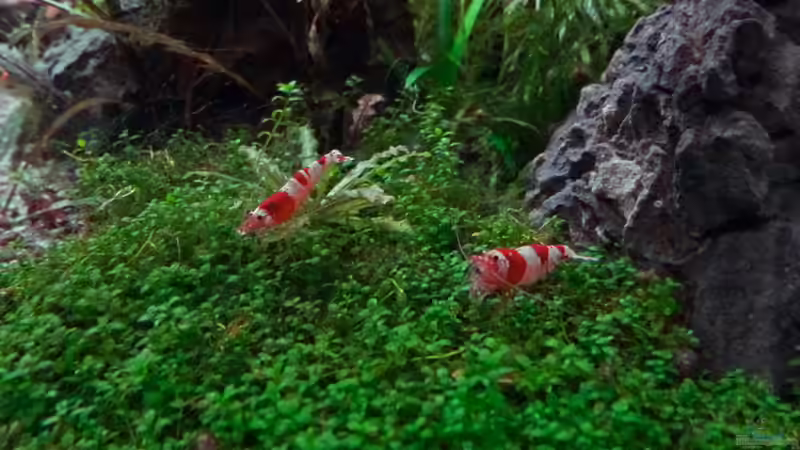 Red Bee von mike1963 (38)