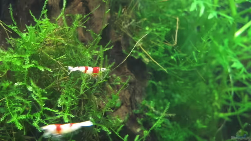 Red Bee von Sarah (16)