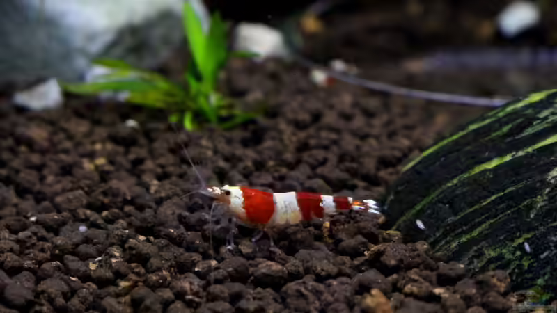 Red Bee von Thainrinn (10)