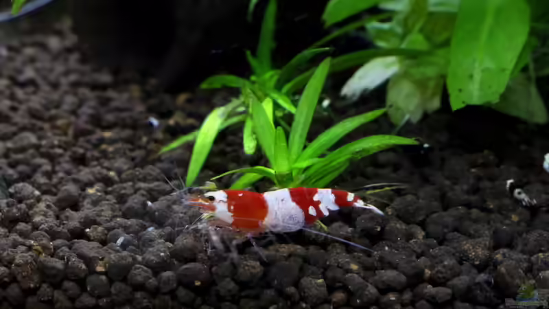 Red Bee von Thainrinn (8)