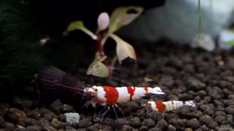 Red Bee von Thainrinn (9)