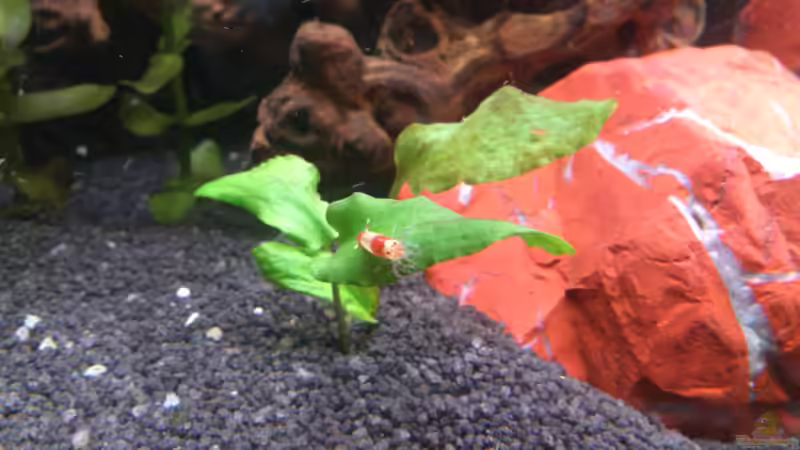 Red Bee von Wall-E (31)