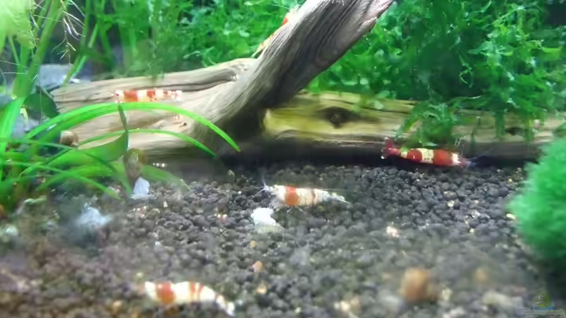 Red Bee von Wölfchen (4)