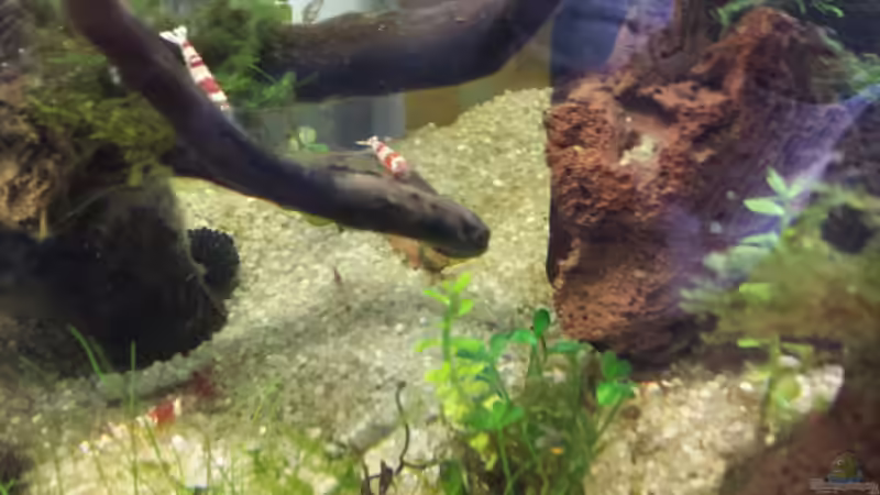 Red Bees und Red Fire von Seba (8)