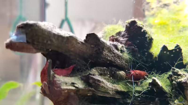 Red Big  von Juno (29)