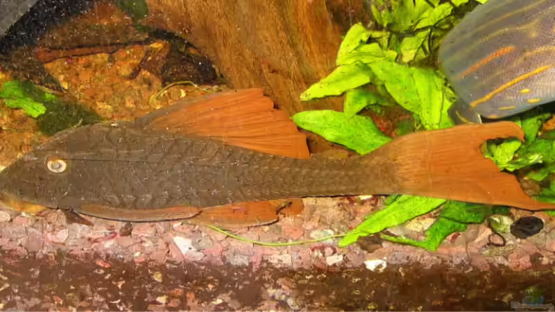 Aquarien mit Cochliodon basilisko (Roter Schilderwels)