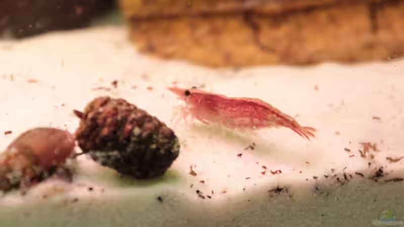 Red Cerry von Stefan Hartl (13)