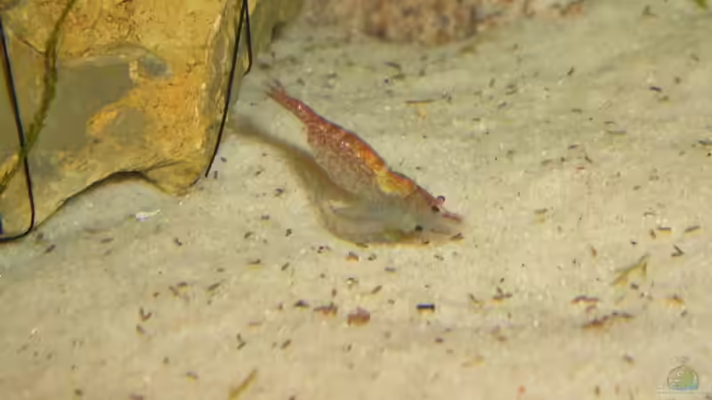 Red Cherries bei der Paarung von Nadine Euringer (4)