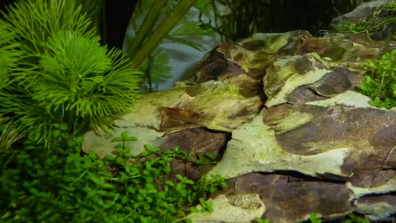 Red Cherry / Red Fire  von Martin W. (18)