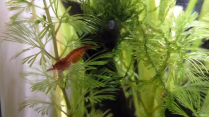 Red Cherry / Red Fire von Martin W. (20)