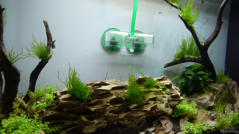 Red Cherry / Red Fire von Martin W. (6)