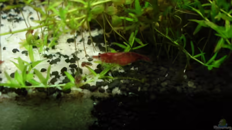 Red Cherry 22.11.08 von quickmike (12)